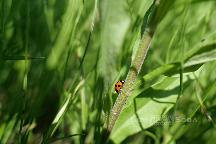 ladybird