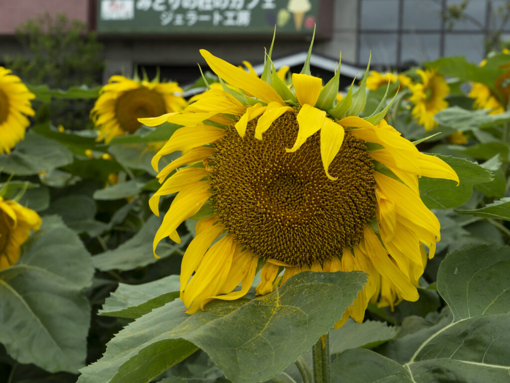 sunflower