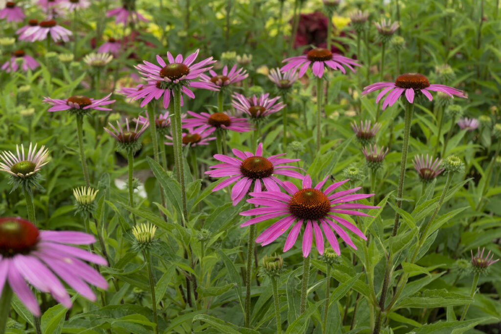 echinacea