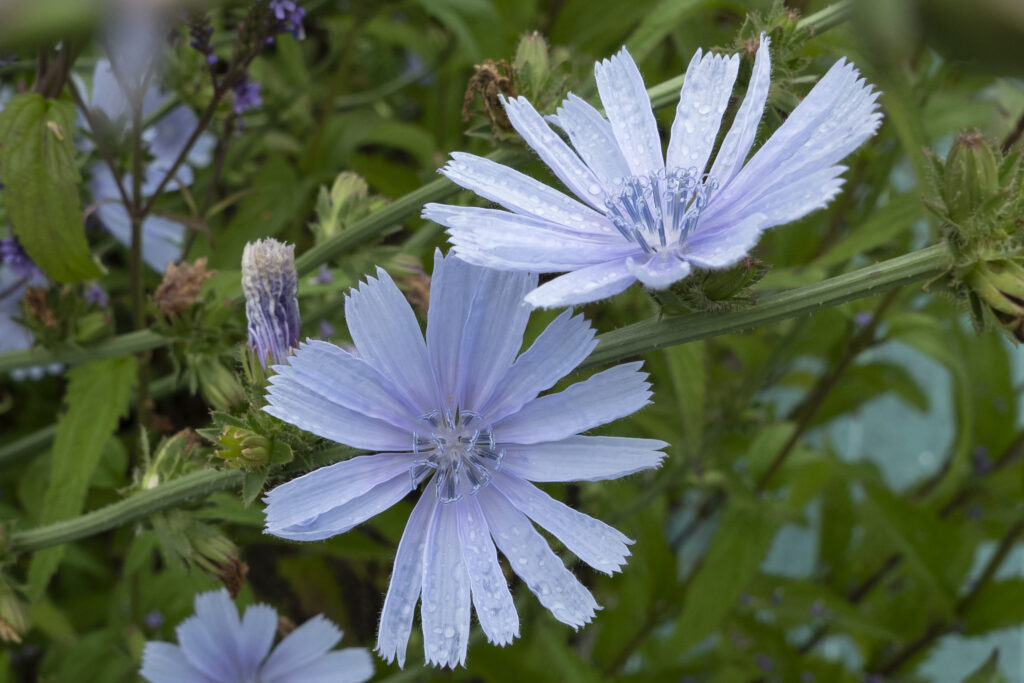 chicory