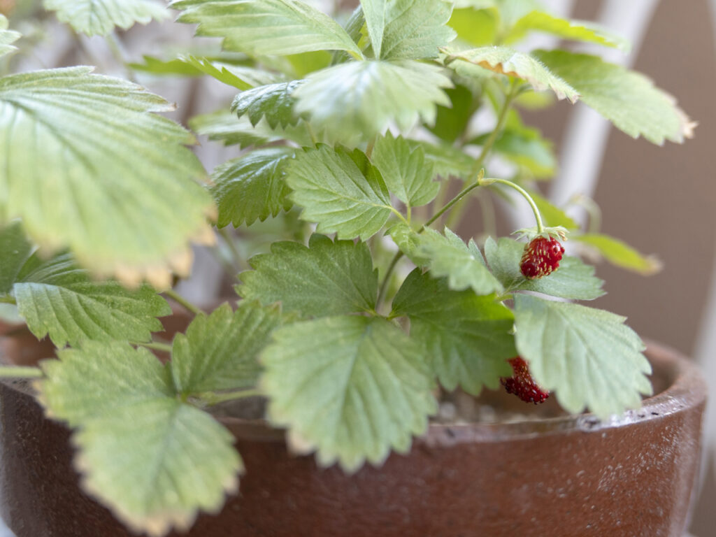 wild strawberry