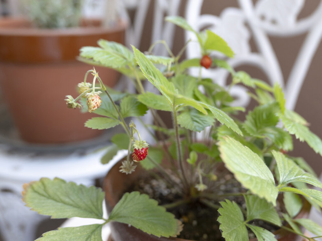 wild strawberry