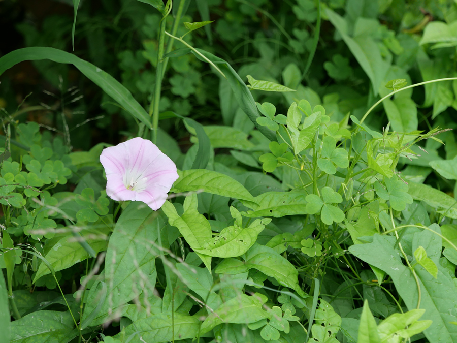 calystegia