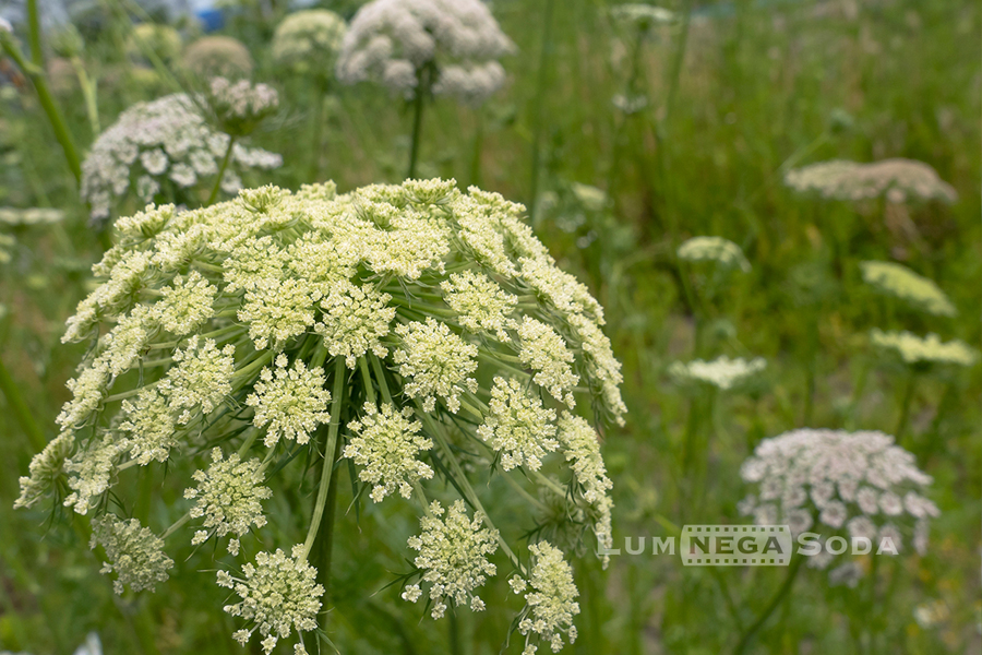 carrot flower