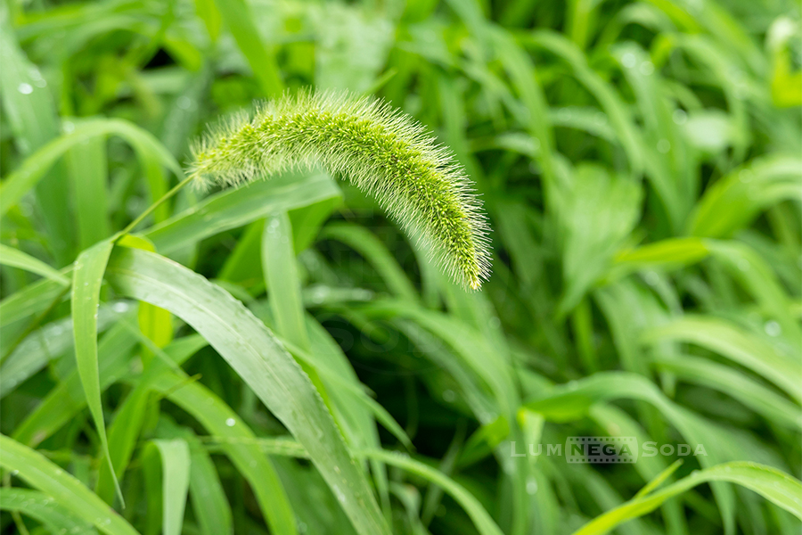 green bristlegrass