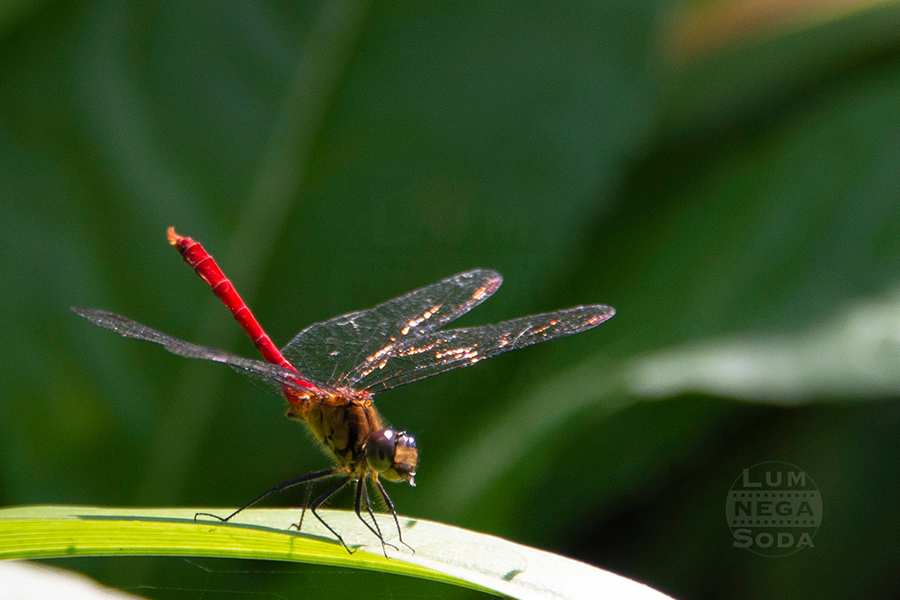 red dragonfly