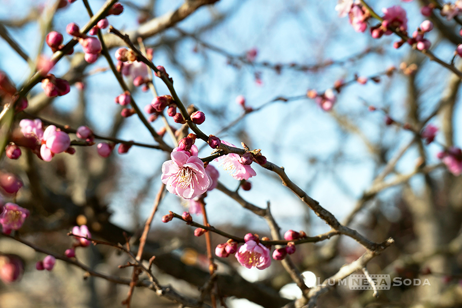 plum blossom