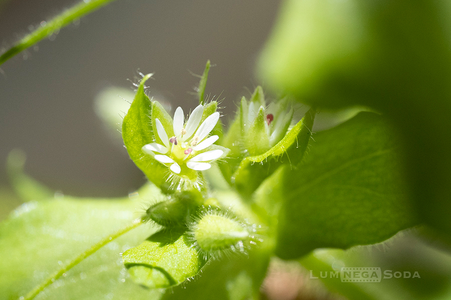 chickweed