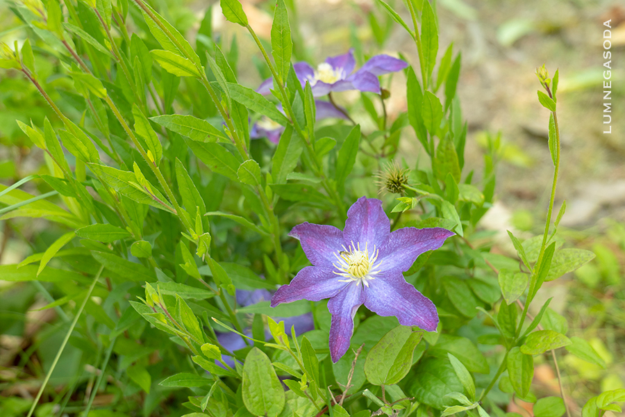 clematis