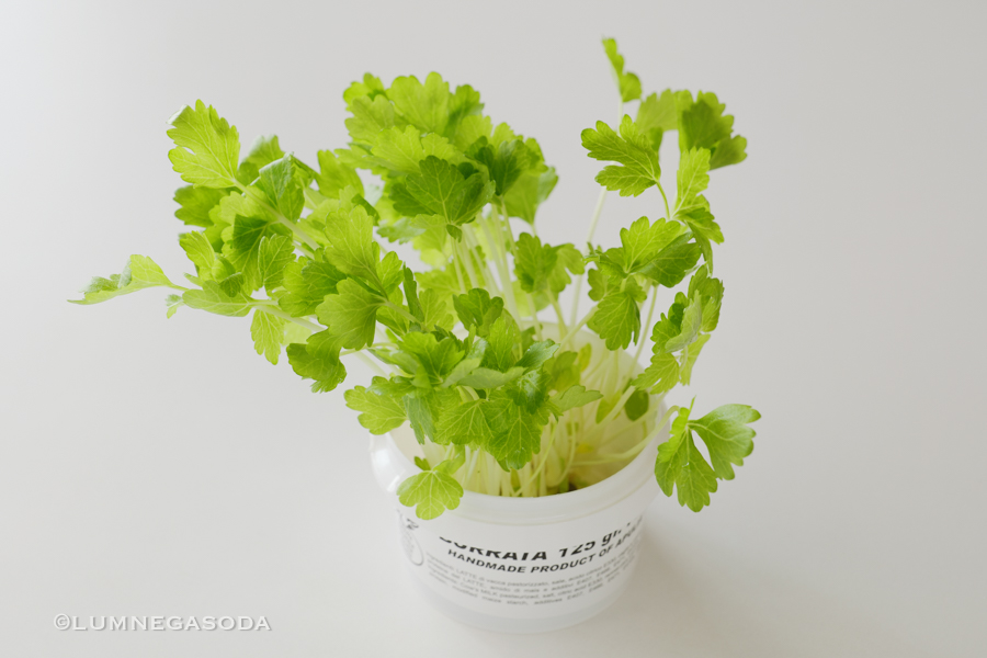 salad de celery