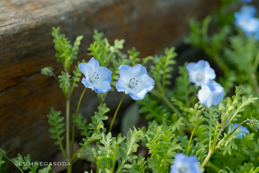 nemophila