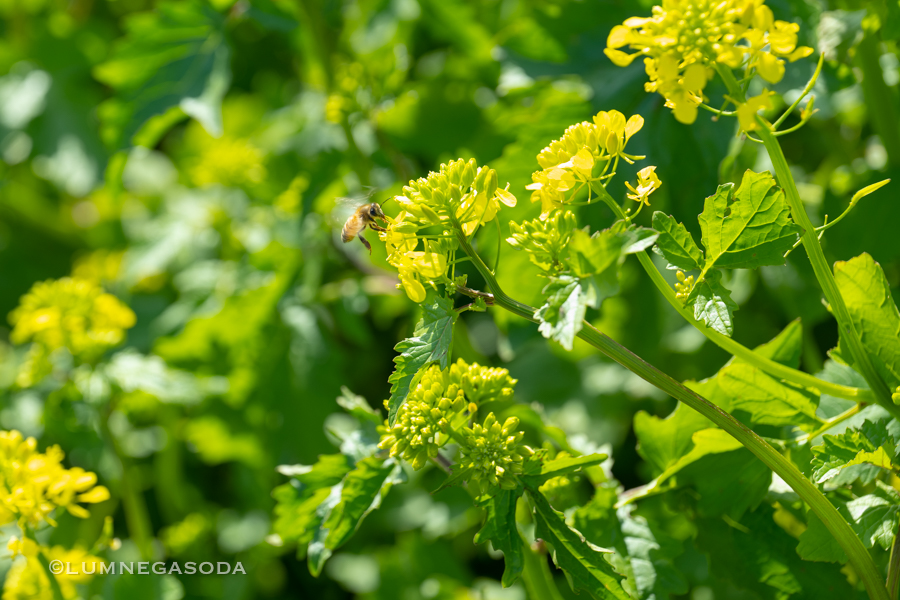 canola_flower