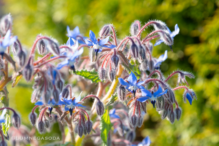 borage