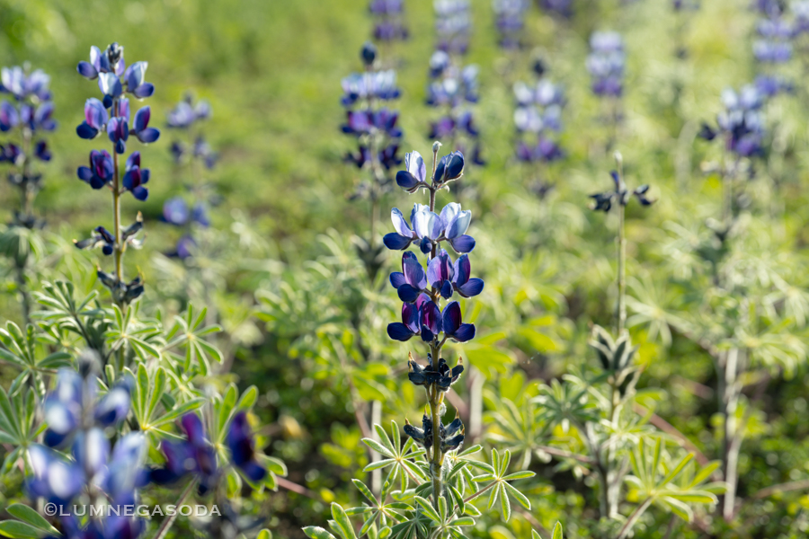 blue_bonnet