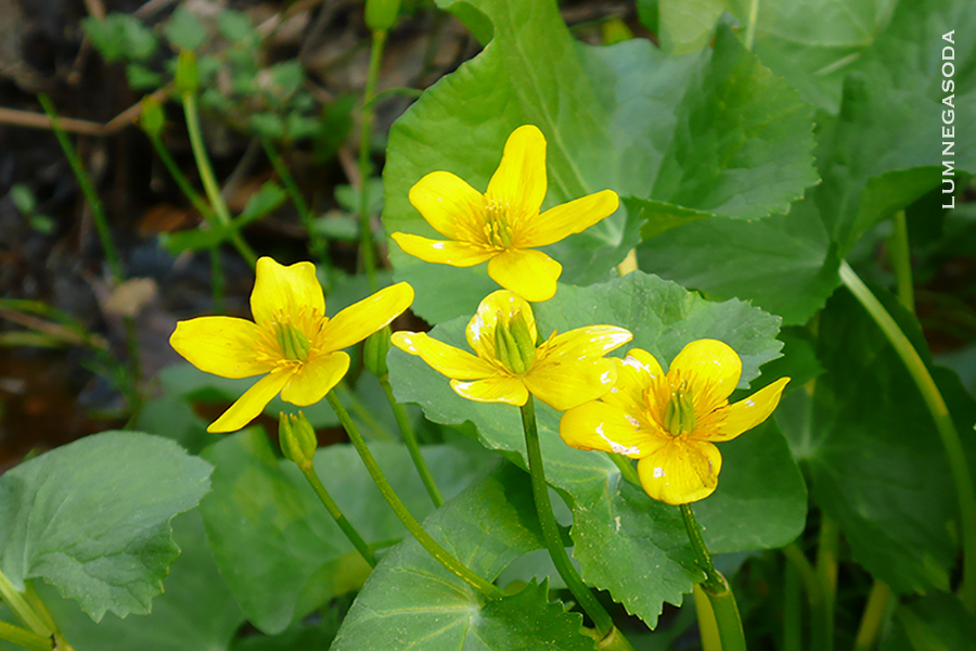 marsh marigold