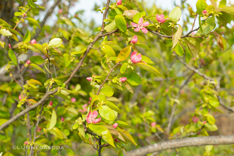 chinese_quince