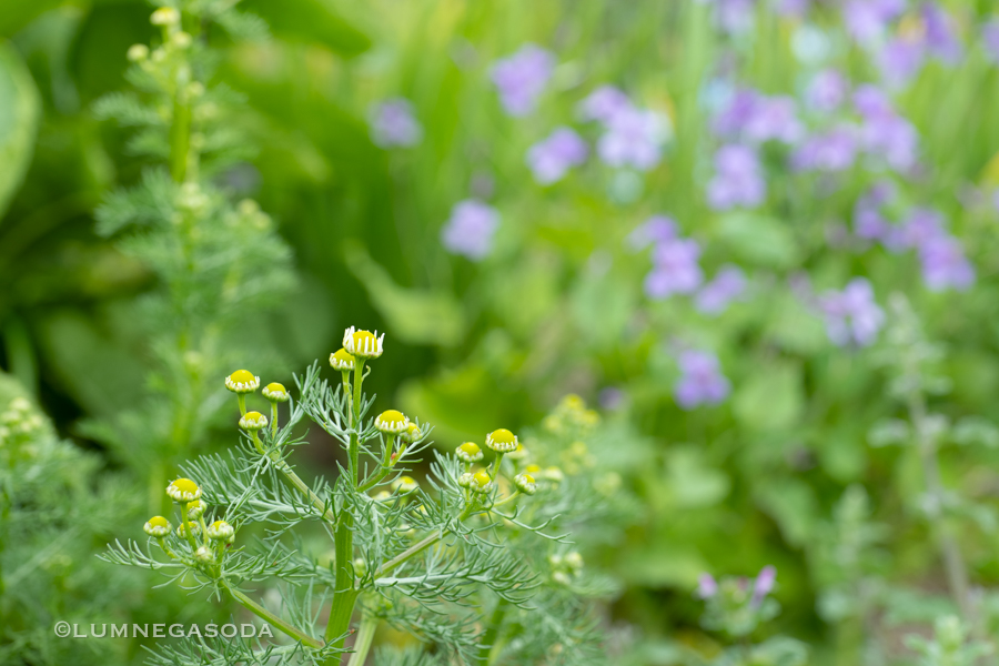 chamomile