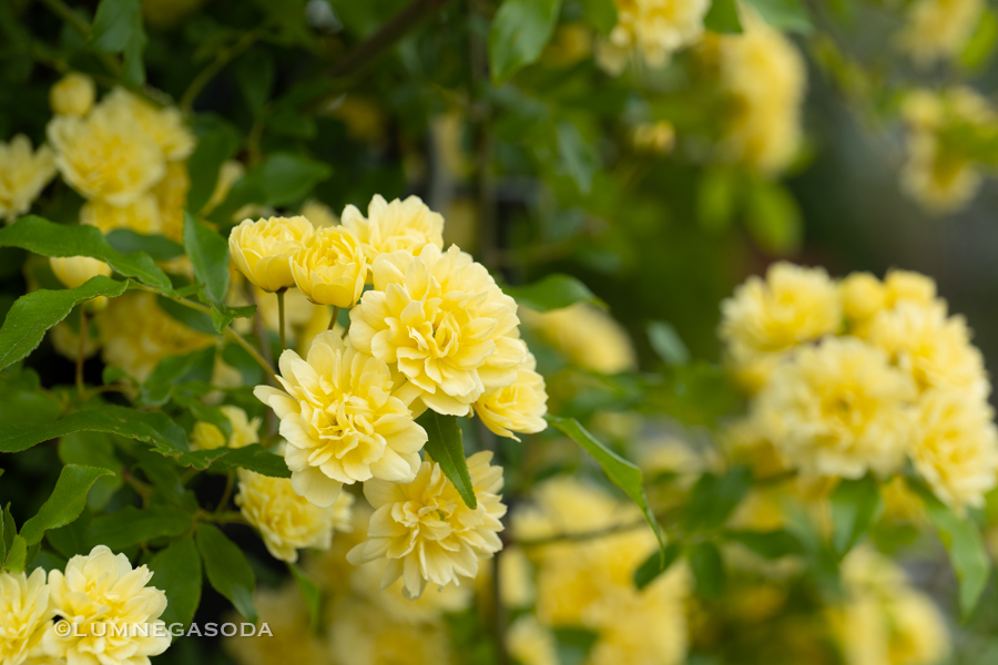 banksia_rose