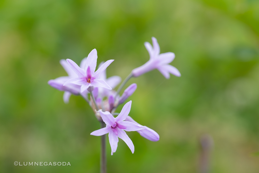 tulbaghia