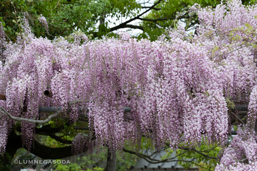 wisteria