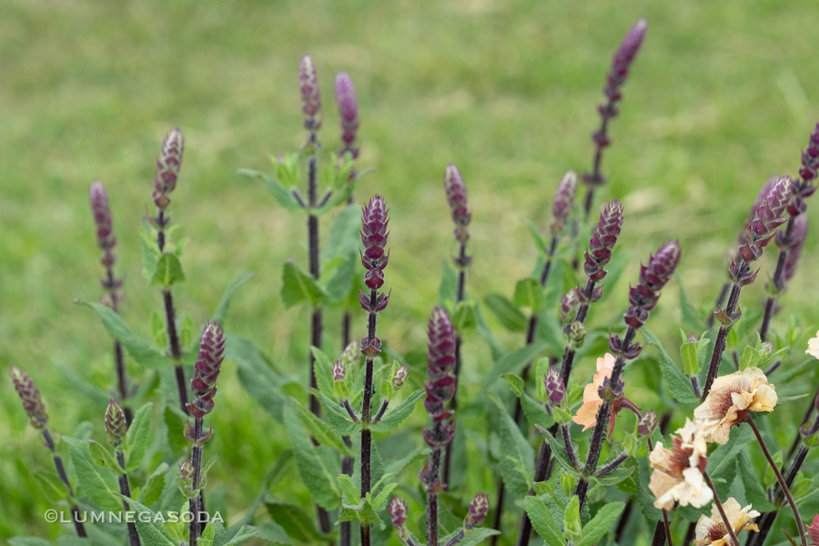 salvia_nemorosa