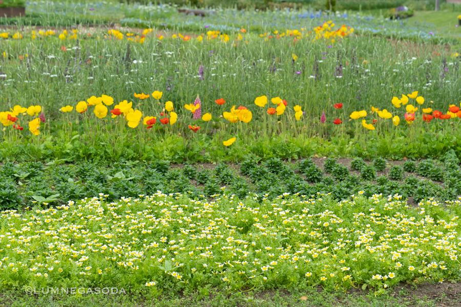 flower_bed