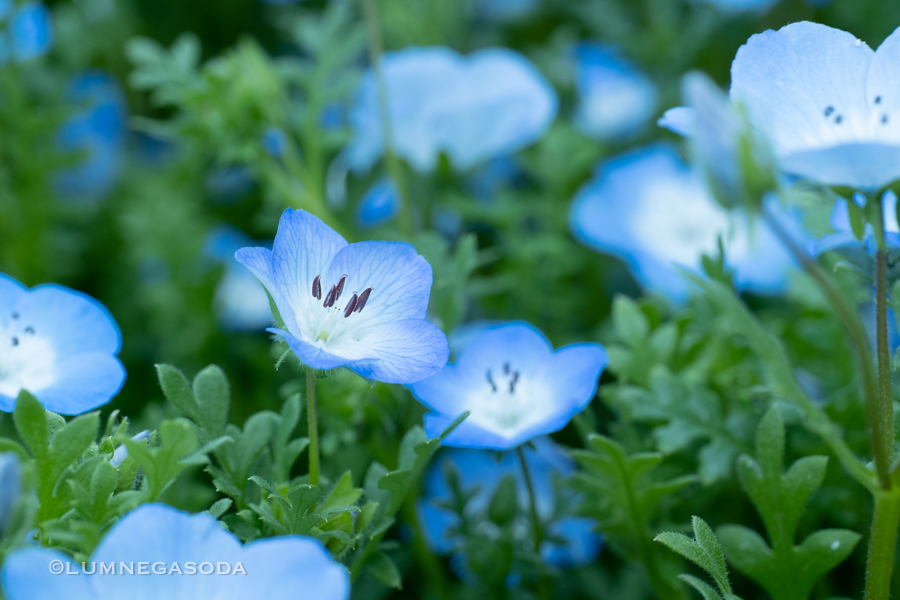 nemophila