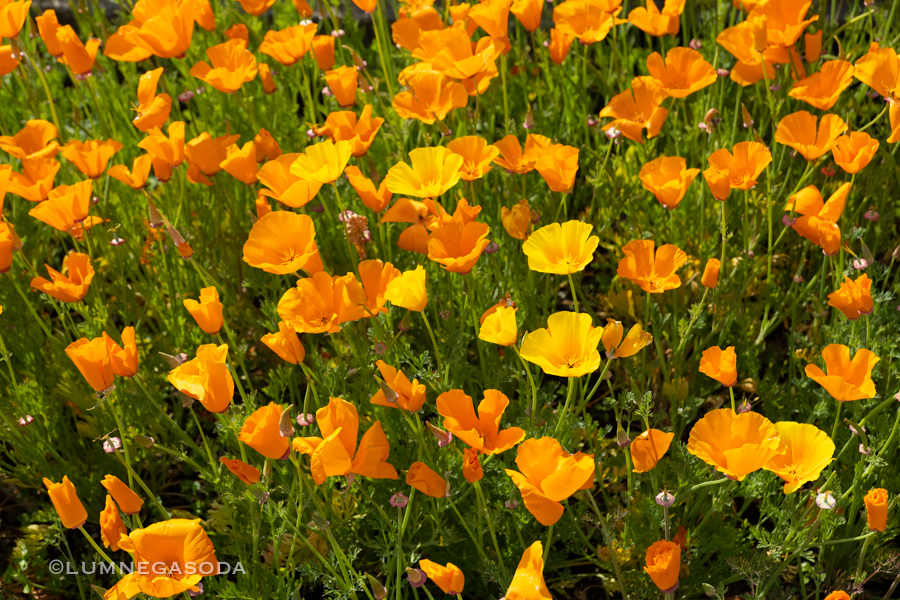 california poppy