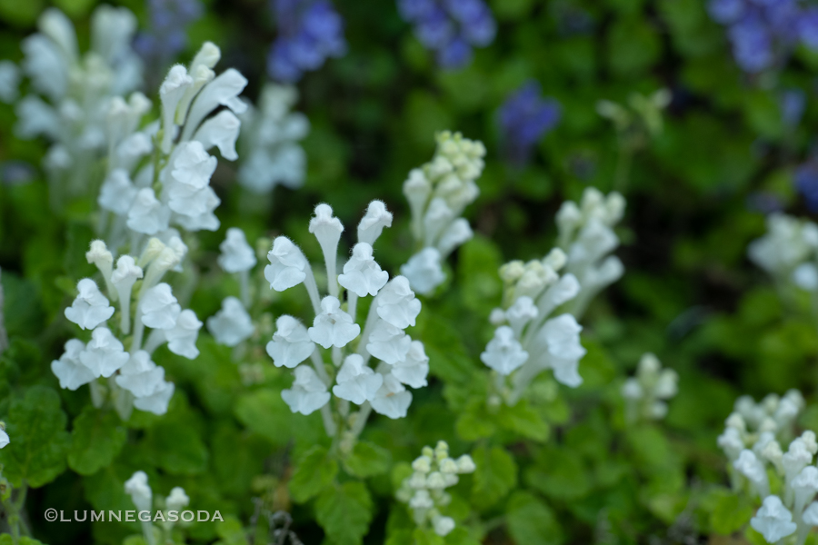 catmint