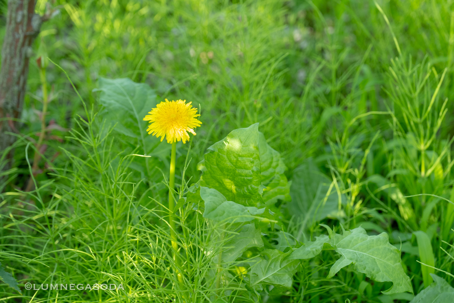 dandelion