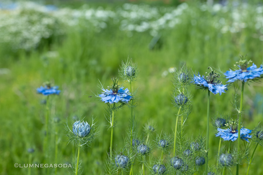 nigella