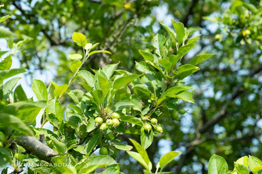 crabapple