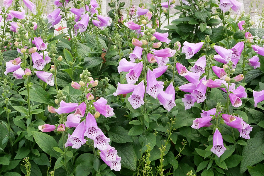 digitalis