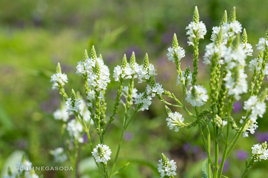 verbena hastata