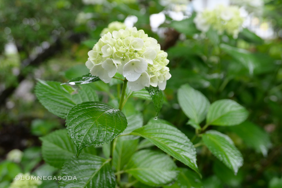 hydrangea