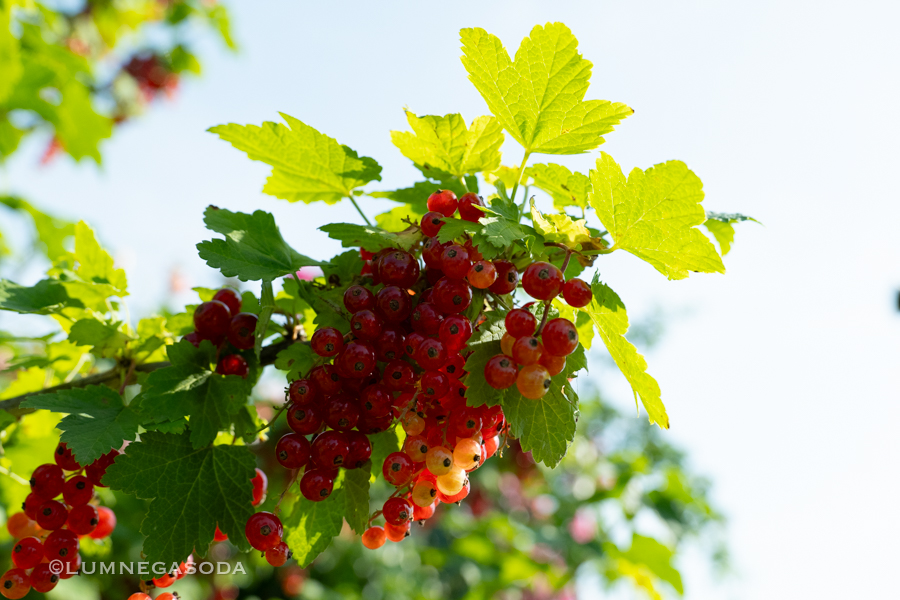 currant