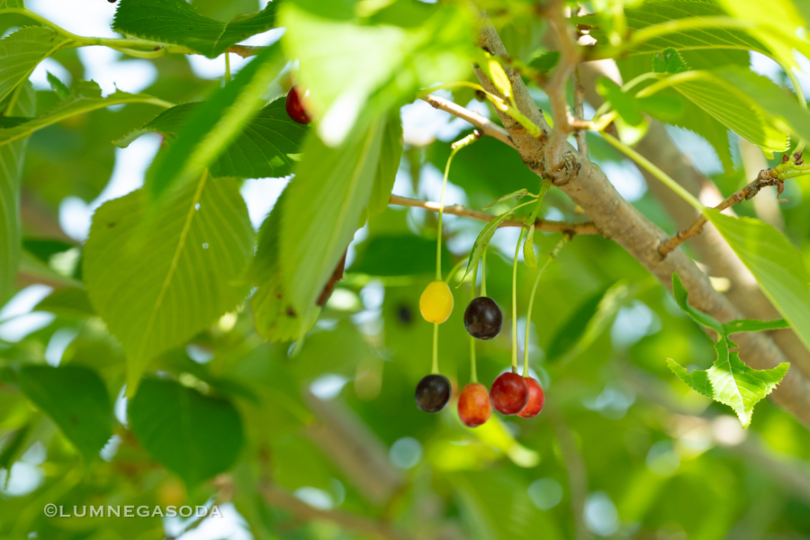 colorful cherries