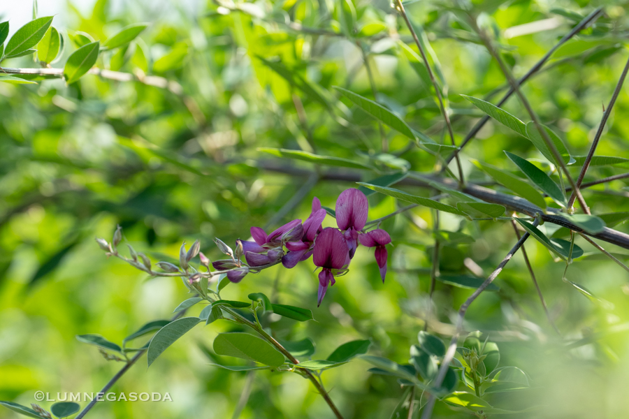 bush clover