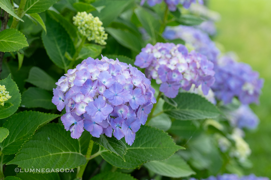 hydrangea