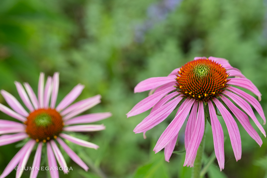 echinacea