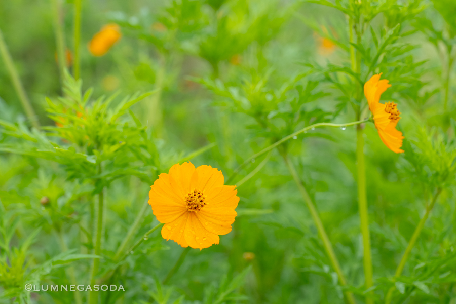 golden cosmos