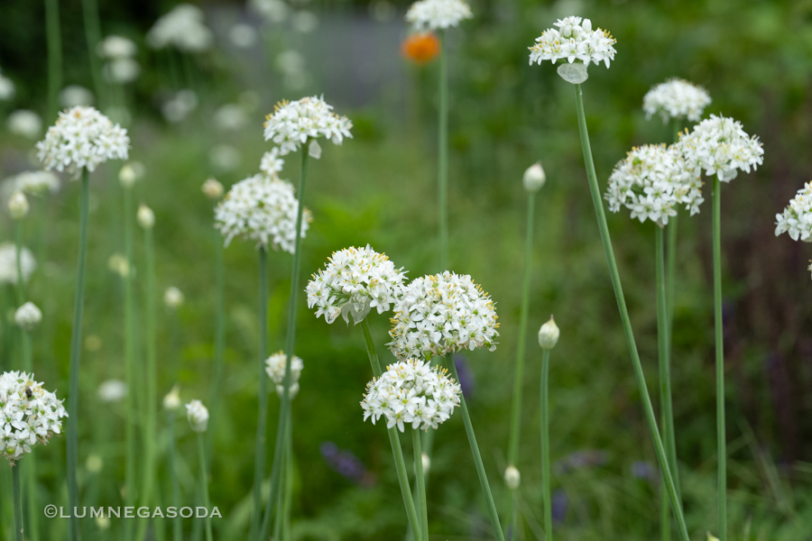 garlic chives