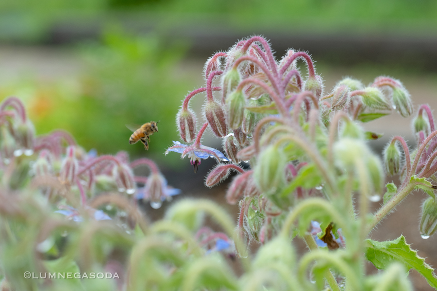 bee_borage