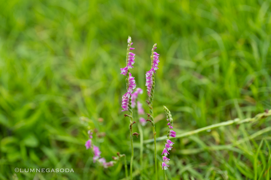 spiranthes