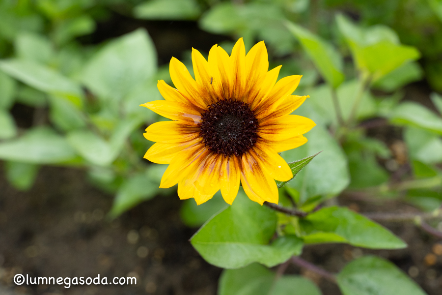 mini sunflower