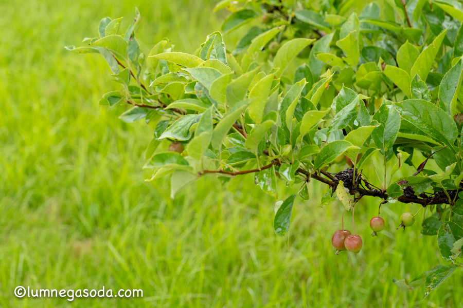 crab apple