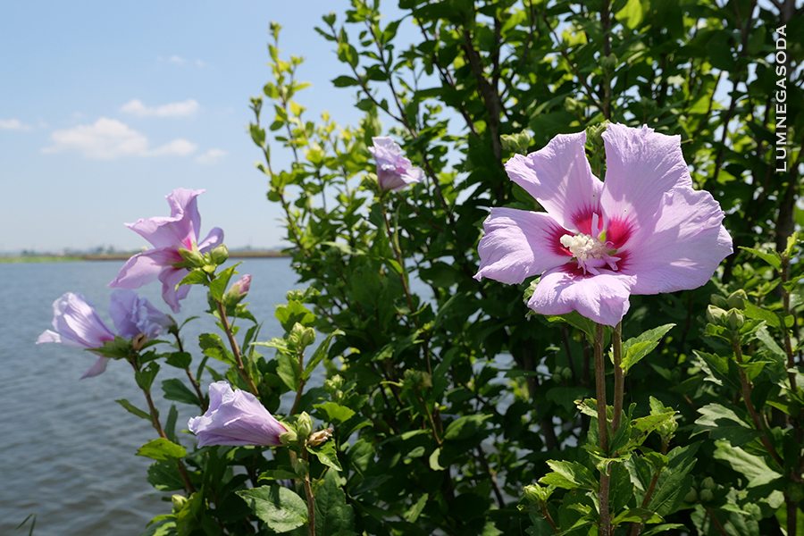 rose of sharon