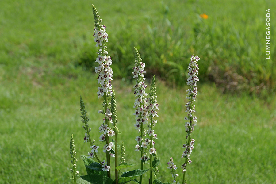 moth mullein