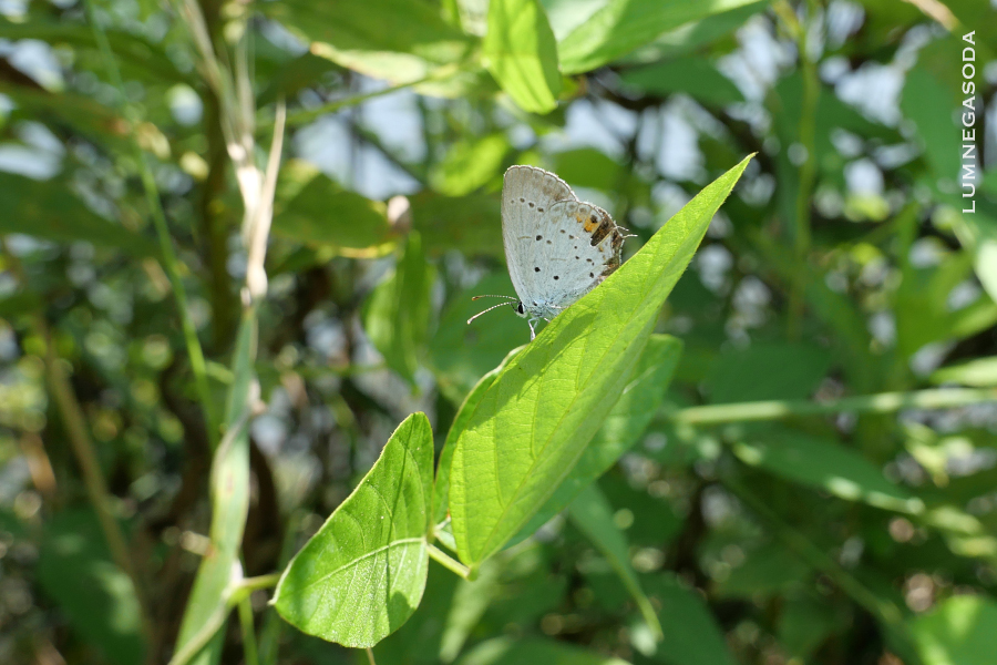 short-tailed-blue