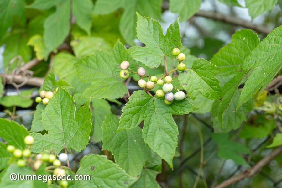 porcelain berry